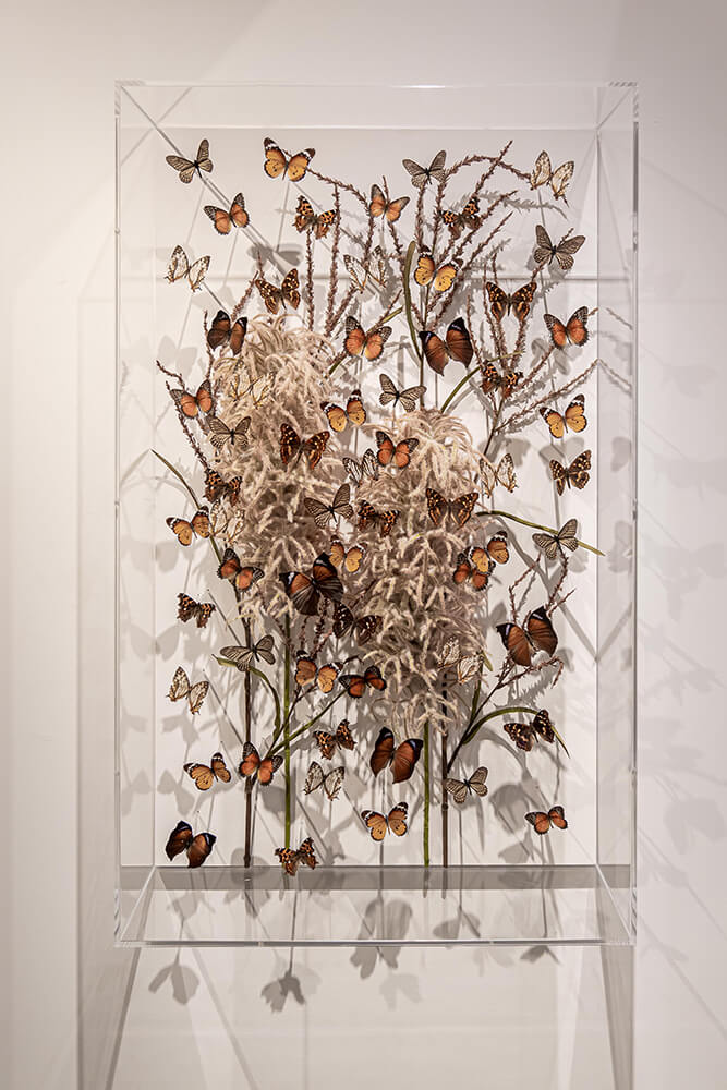 Brown Beauty – Madame Butterfly by Carolien Bosch