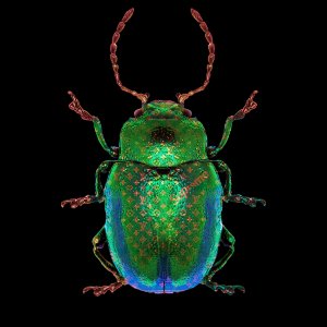 Lucky Beetle green – Blitsz by Mascha