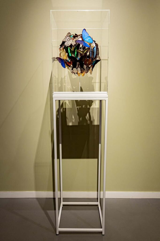 Son Ball- Carolien Bosch