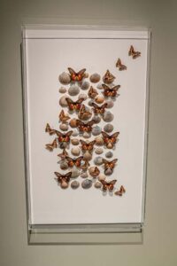 Shell Myrina- Carolien Bosch